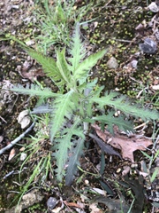 Aureolaria pectinata