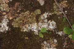 Cladonia pocillum