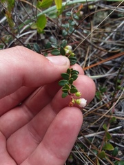 Vaccinium crassifolium