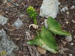 Arum pictum