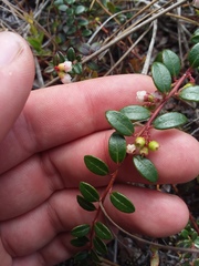 Vaccinium crassifolium