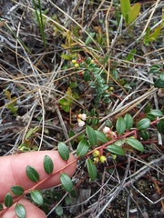Vaccinium crassifolium