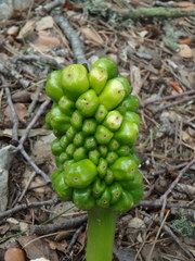 Arum pictum