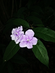 Brunfelsia grandiflora
