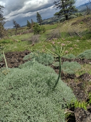Lomatium columbianum