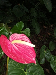 Anthurium andraeanum