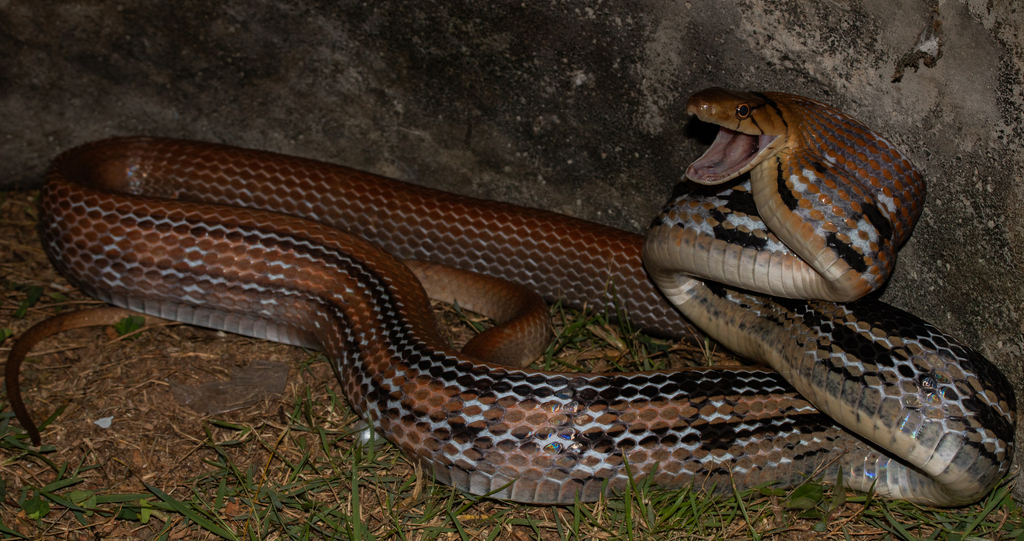 Copper-head Trinket Snake