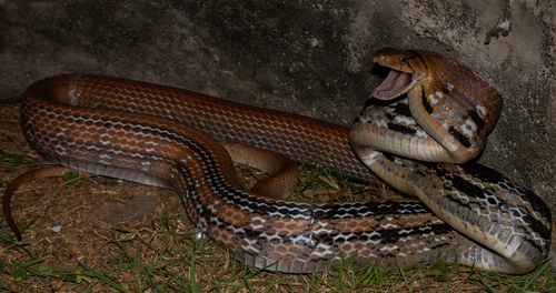 Copper-head Trinket Snake
