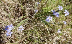 Sisyrinchium pruinosum