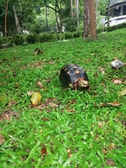 Chelonoidis carbonarius