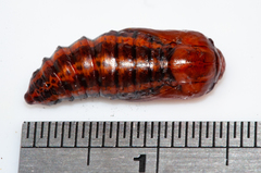 Procanthia distantii