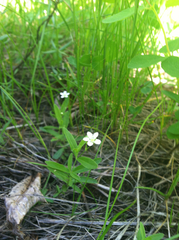Moehringia lateriflora
