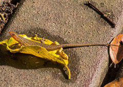 Eutropis rugifera