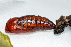 Procanthia distantii