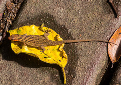 Eutropis rugifera