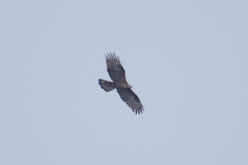 Oriental Honey-buzzard