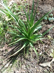 Yucca rupicola