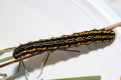 Procanthia distantii