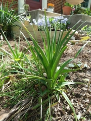 Yucca rupicola