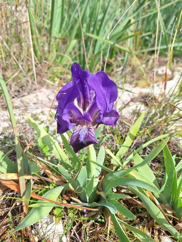 Image of Iris pseudopumila by no rights reserved