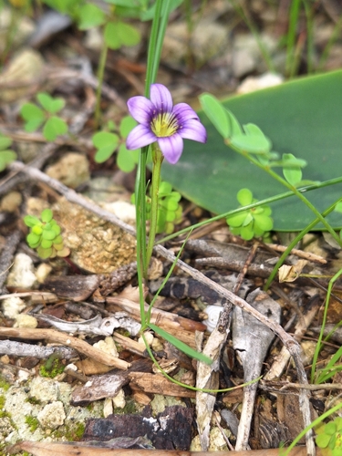 Romulea variicolor
