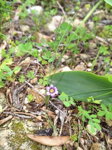 Image of Romulea variicolor by no rights reserved