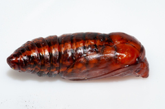 Procanthia distantii