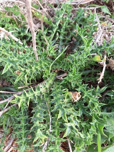 African Carline Thistle (Carlina involucrata)