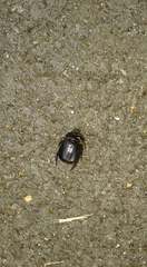 Pentodon bidens punctatus