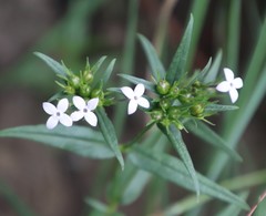Conostomium natalense