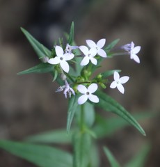 Conostomium natalense