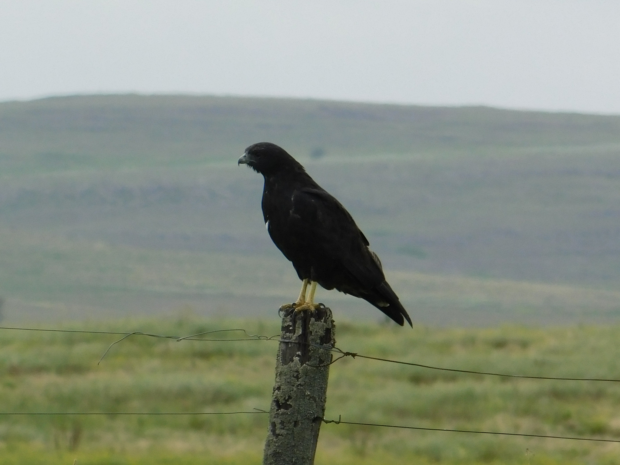 White-tailed Hawk (Geranoaetus albicaudatus)