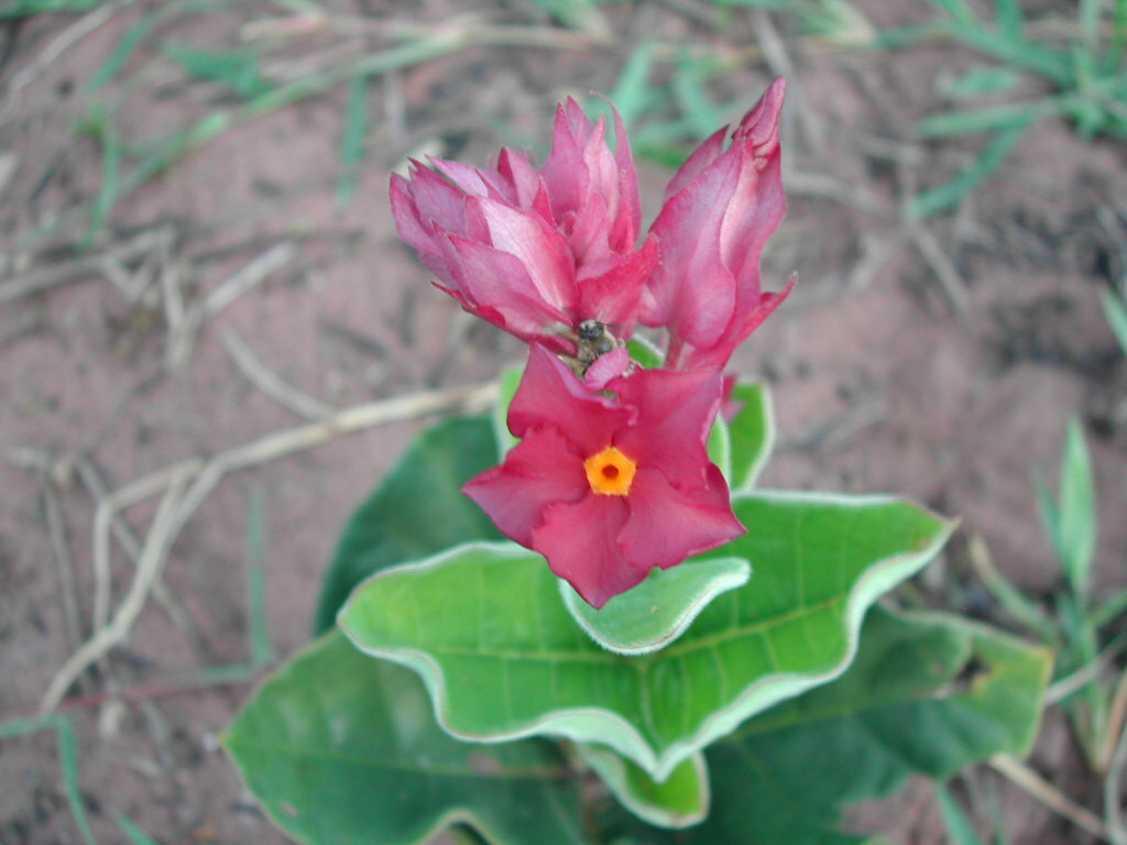 Rhodocalyx rotundifolius