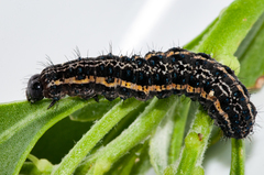 Procanthia distantii