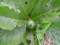 Tocoyena formosa, photograph Thomaz Ricardo Favreto Sinani, CC BY, iNaturalist via GBIF