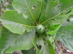 Tocoyena formosa, photograph Thomaz Ricardo Favreto Sinani, CC BY, iNaturalist via GBIF