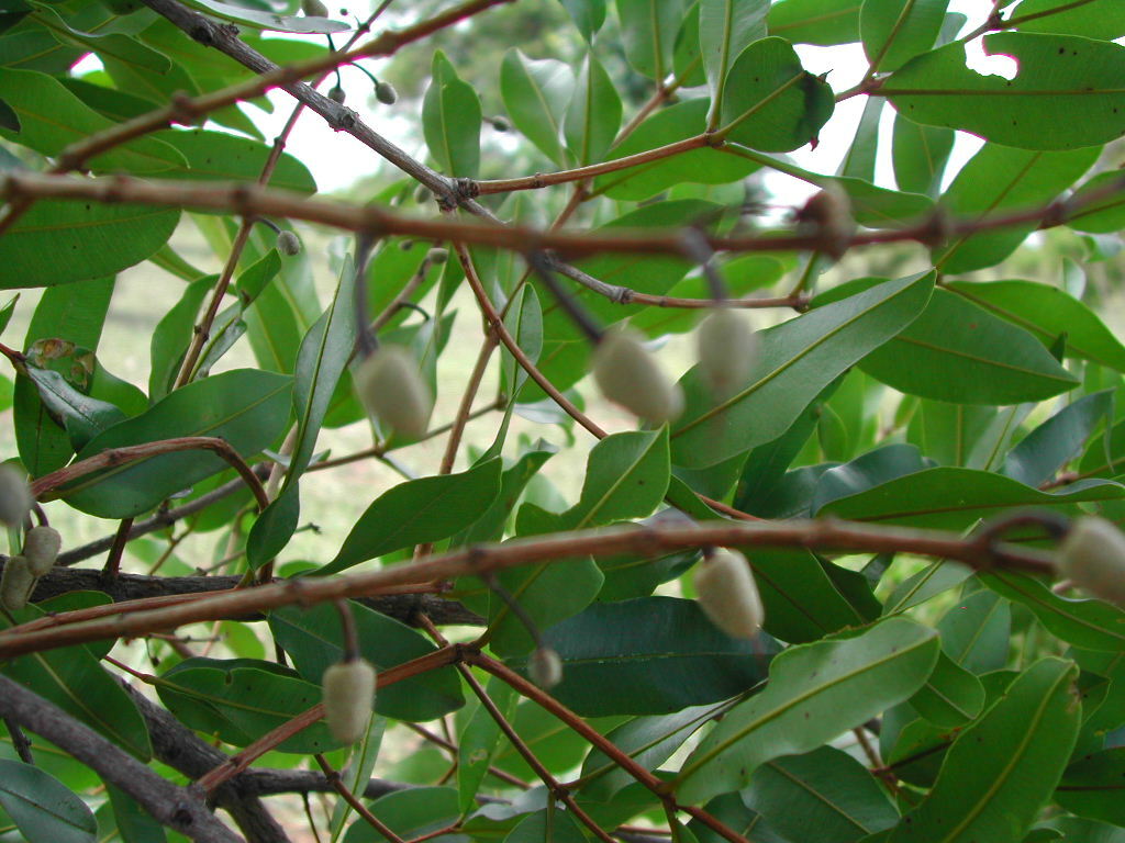 Qualea parviflora
