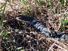 Coluber constrictor foxii