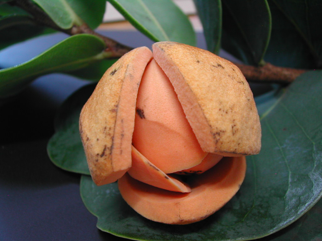 Annona coriacea