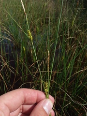 Carex striata