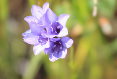 Gilia achilleifolia