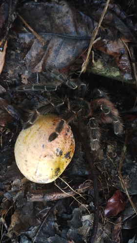 Photo of Brazilian Salmon Pink Tarantula (Lasiodora parahybana)