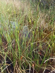 Carex striata