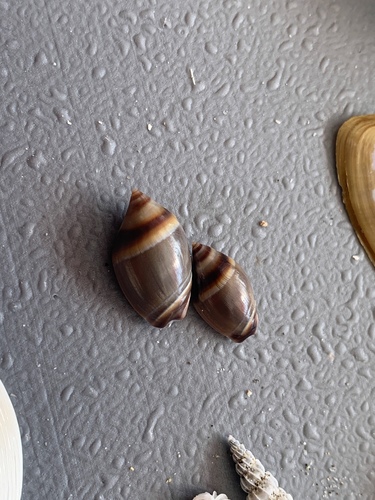 Amalda depressa