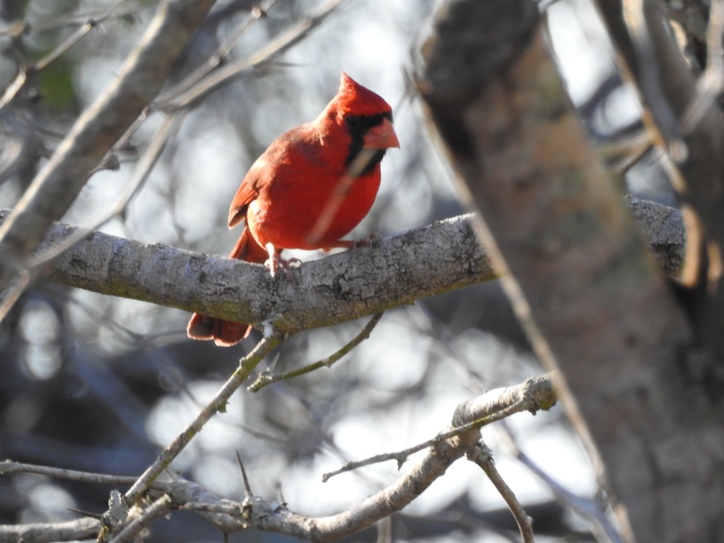 February Cardinal Northern Cardinal from Kleberg County, TX, USA on February 19, 2024 at ...