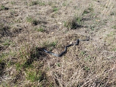 Coluber constrictor foxii
