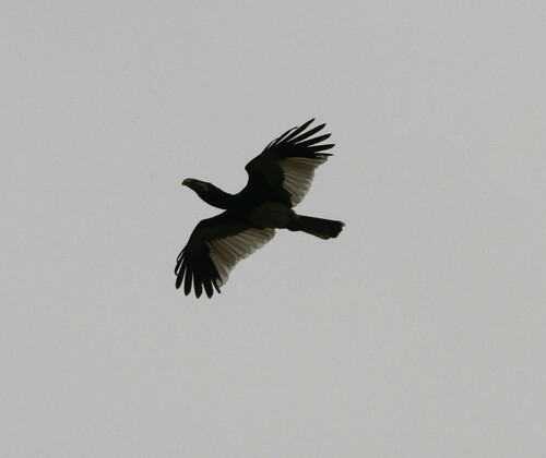Piping Hornbill (Bycanistes fistulator), photo 4