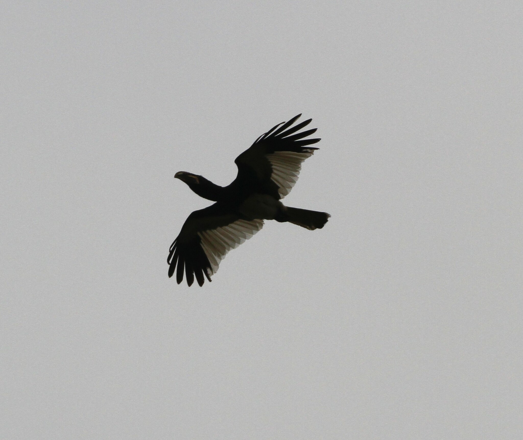 Piping Hornbill (Bycanistes fistulator), photo 7