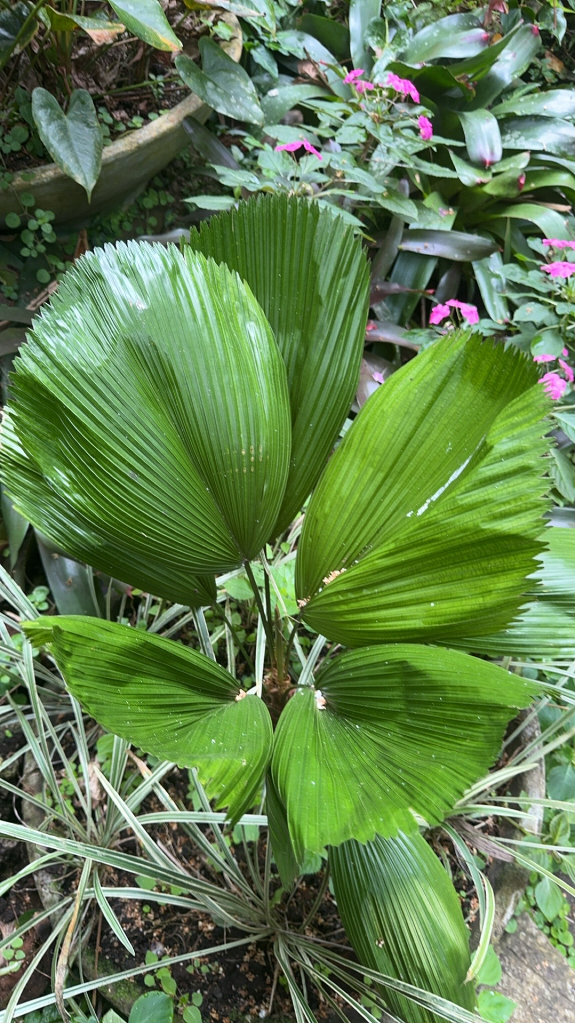 Imagem de Palmeira-leque