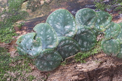 Monstera tuberculata image